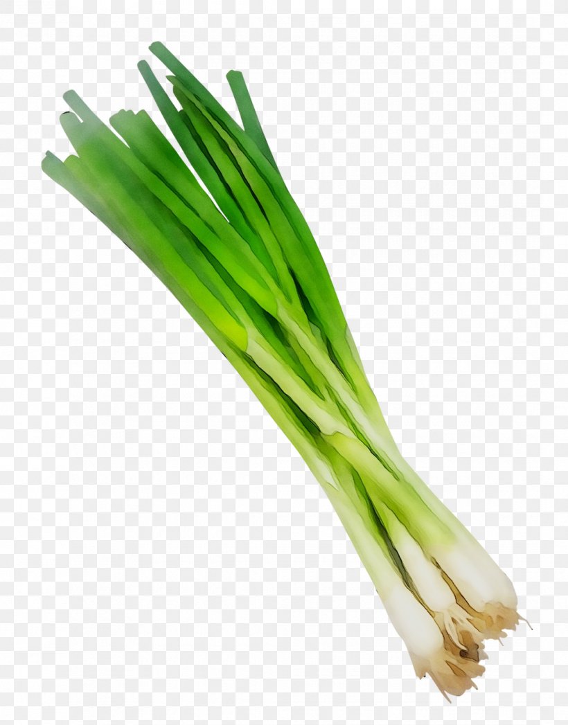 Welsh Onion Leek Scallion Herb Commodity, PNG, 1070x1367px, Welsh Onion, Allium, Amaryllis Family, Chives, Commodity Download Free