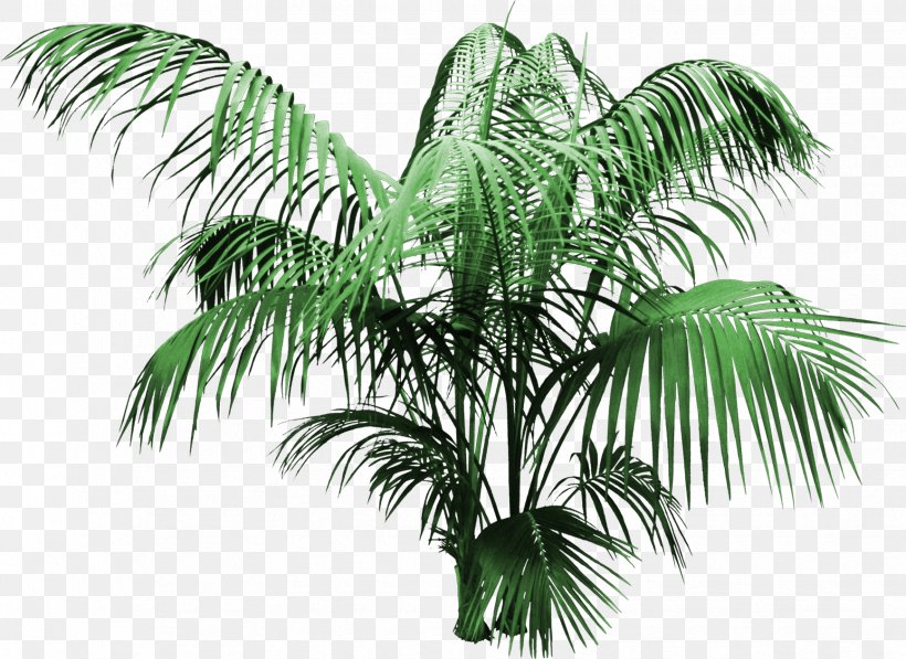 Attalea Speciosa Coconut Tree Arecaceae, PNG, 1735x1264px, Attalea Speciosa, Arecaceae, Arecales, Coconut, Dracaena Download Free
