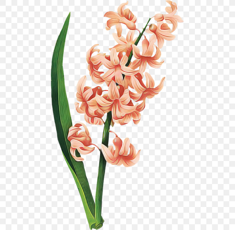 Flower Plant Pink Hyacinth Cut Flowers, PNG, 465x800px, Flower, Cut Flowers, Hyacinth, Pedicel, Petal Download Free