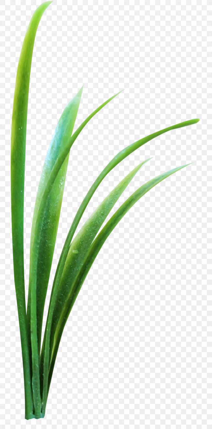 Microchloa Green, PNG, 960x1940px, Microchloa, Commodity, Grass, Grass Family, Grasses Download Free