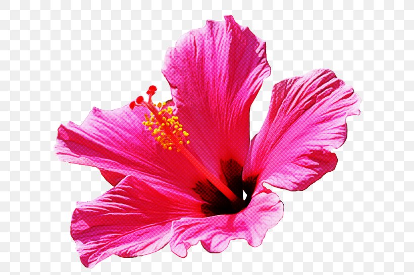 Petal Flower Hibiscus Hawaiian Hibiscus Pink, PNG, 650x546px, Petal, Chinese Hibiscus, Flower, Hawaiian Hibiscus, Hibiscus Download Free