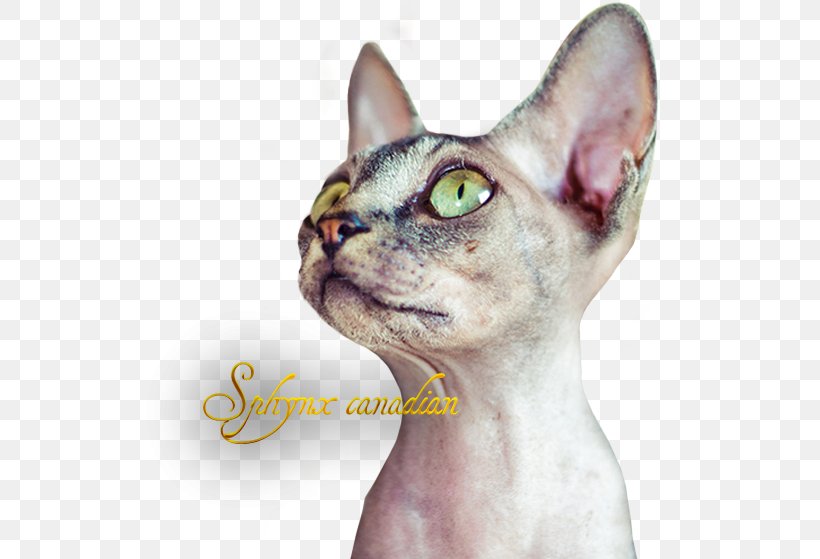 Sphynx Cat Devon Rex Donskoy Peterbald Ukrainian Levkoy, PNG, 537x559px, Sphynx Cat, Asian, Burmese, Burmese Cat, Carnivoran Download Free