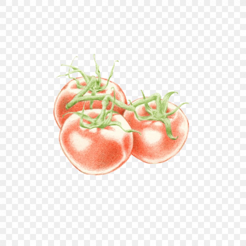 Tomato Food Illustration Illustrator Vegetable, PNG, 1200x1200px, Tomato, Behance, Bush Tomato, Diet, Diet Food Download Free
