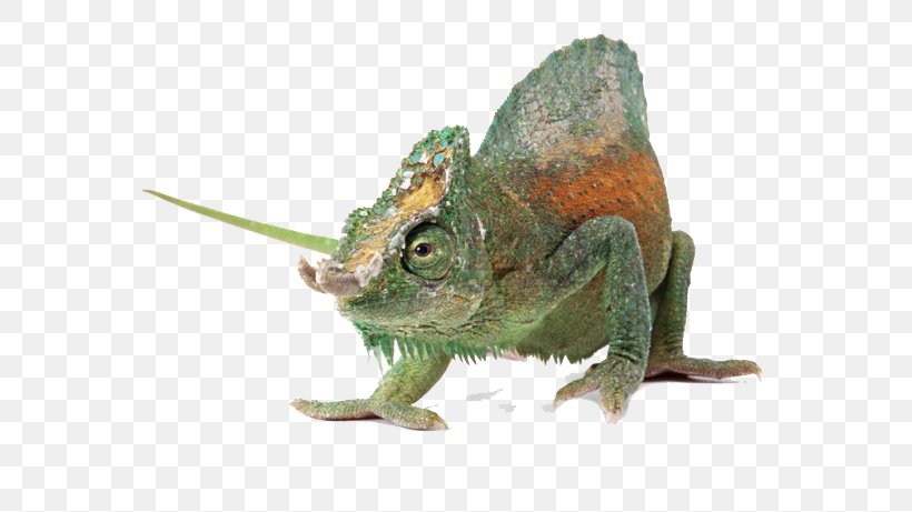 Chameleons Komodo Dragon Lizard U722cu884cu52a8u7269: U8725u8734 Reptile, PNG, 650x461px, Chameleons, Animal, Chameleon, Fauna, Geckos Download Free