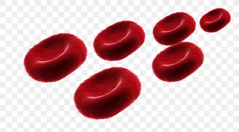 Red Blood Cell Alveolar Cells Pulmonary Alveolus, PNG, 843x466px, Blood Cell, Blood, Capillary, Carbon Dioxide, Cell Download Free