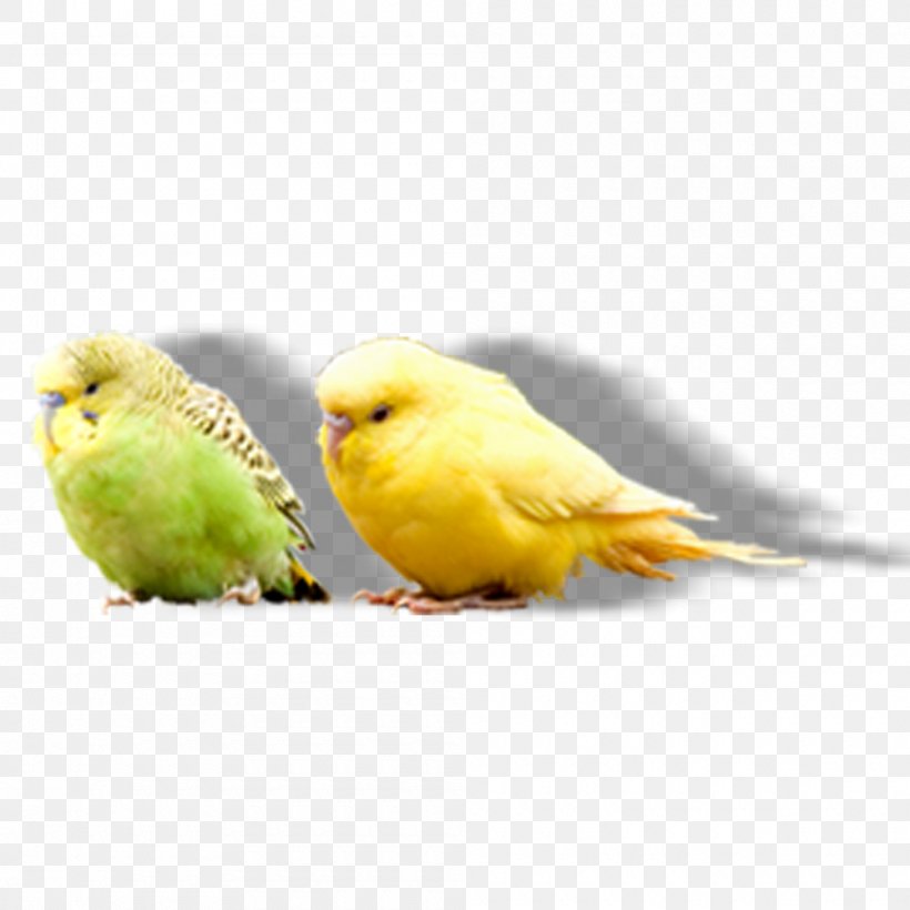 Bird Amazon Parrot True Parrot Parakeet, PNG, 1000x1000px, Bird, Amazon Parrot, Beak, Common Pet Parakeet, Fauna Download Free