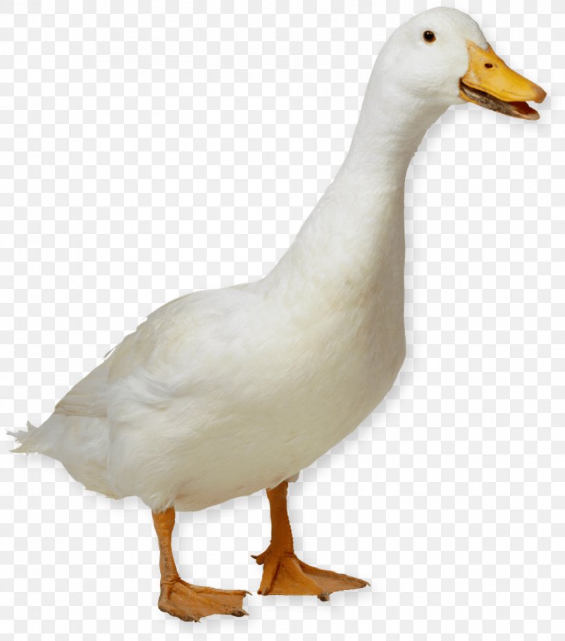 American Pekin Duck Goose German Pekin, PNG, 894x1016px ...