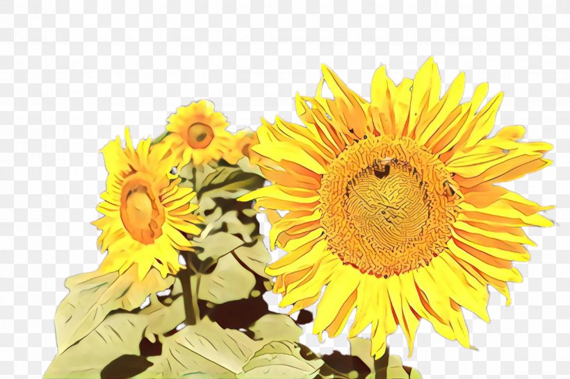 Flowers Background, PNG, 2448x1632px, Sunflower, Asterales, Bloom, Cut Flowers, Daisy Family Download Free