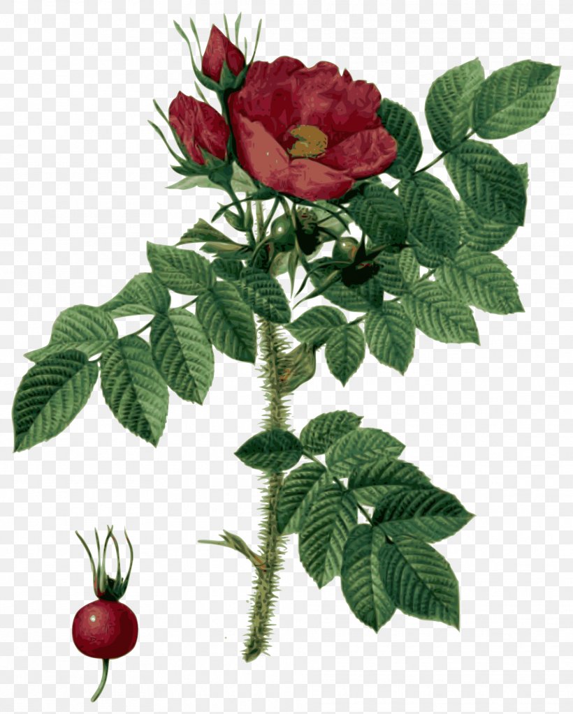 Les Roses Botanical Illustration Flower, PNG, 1922x2400px, Les Roses, Art, Botanical Illustration, Botany, Cut Flowers Download Free