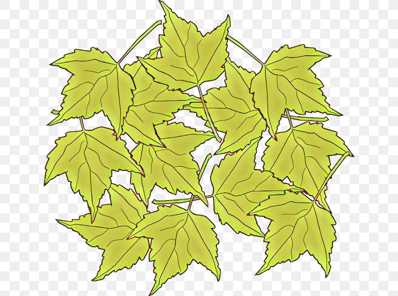 Maple Leaf, PNG, 640x611px, Cartoon, Black Maple, Flower, Flowering Plant, Grape Leaves Download Free