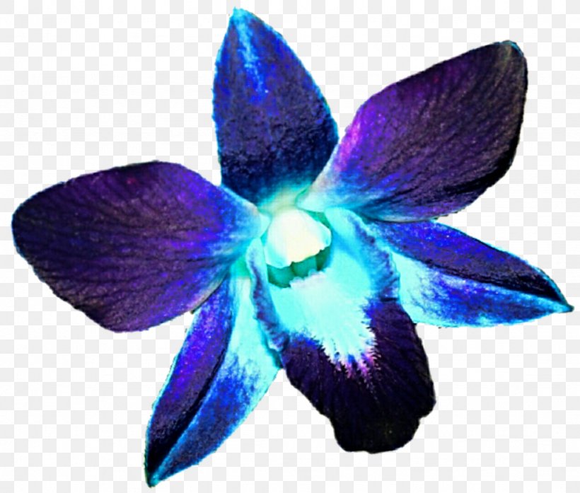 Orchids Flower Blue Purple Clip Art, PNG, 1024x871px, Orchids, Blue, Dendrobium, Drawing, Electric Blue Download Free