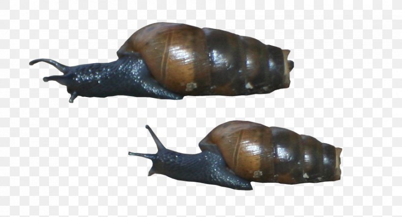 Pond Snails Schnecken Slug Sea Snail, PNG, 889x481px, Pond Snails, Animal, Fauna, Invertebrate, Lymnaeidae Download Free