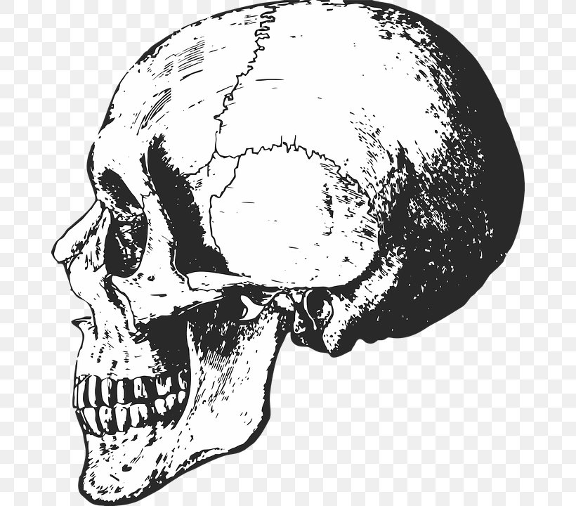 Skull Human Skeleton Bone Anatomy, PNG, 674x720px, Skull, Anatomy, Black And White, Bone, Color Download Free