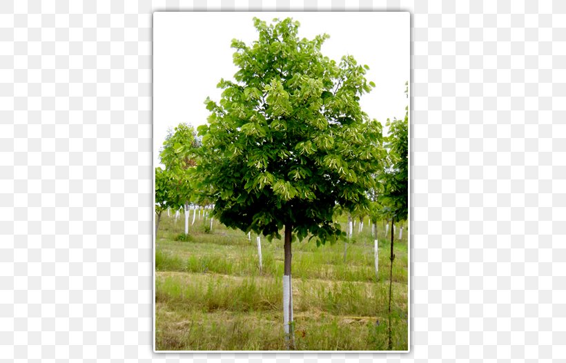 Tilia Cordata Oak Tree Nursery Fraser Fir, PNG, 489x526px, Tilia Cordata, Bald Cypress, Balsam Fir, Boxelder Maple, Evergreen Download Free