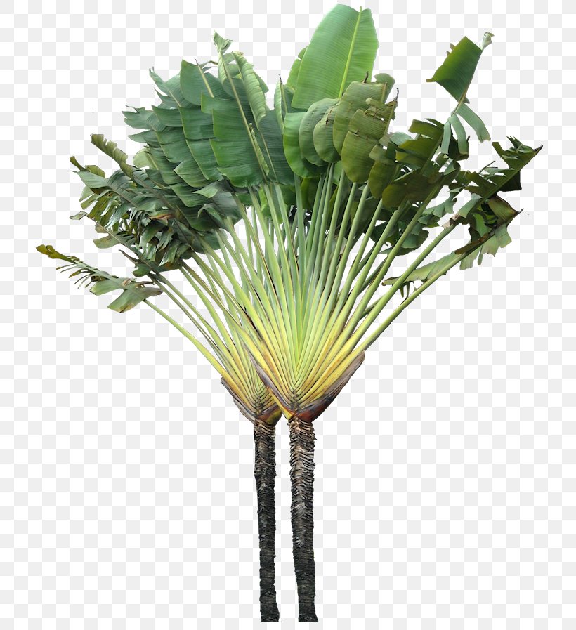 Tree Arecaceae Ravenala Madagascariensis Plant, PNG, 735x897px, Tree, Alpha Compositing, Animation, Arecaceae, Arecales Download Free