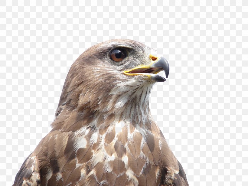 Bird Of Prey Common Buzzard Bald Eagle Owl, PNG, 1200x900px, Bird, Accipitriformes, Bald Eagle, Beak, Bird Of Prey Download Free