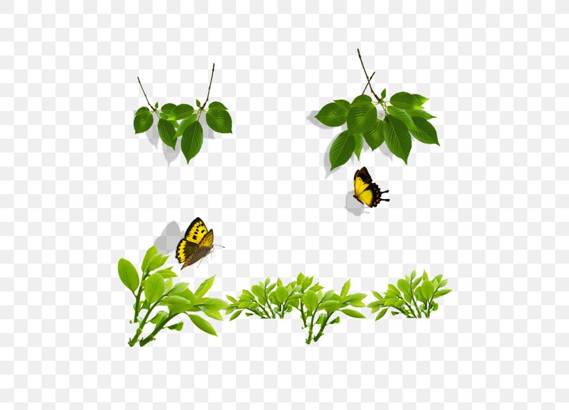 Butterfly, PNG, 591x591px, Butterfly, Area, Branch, Butterflies And Moths, Drawing Download Free