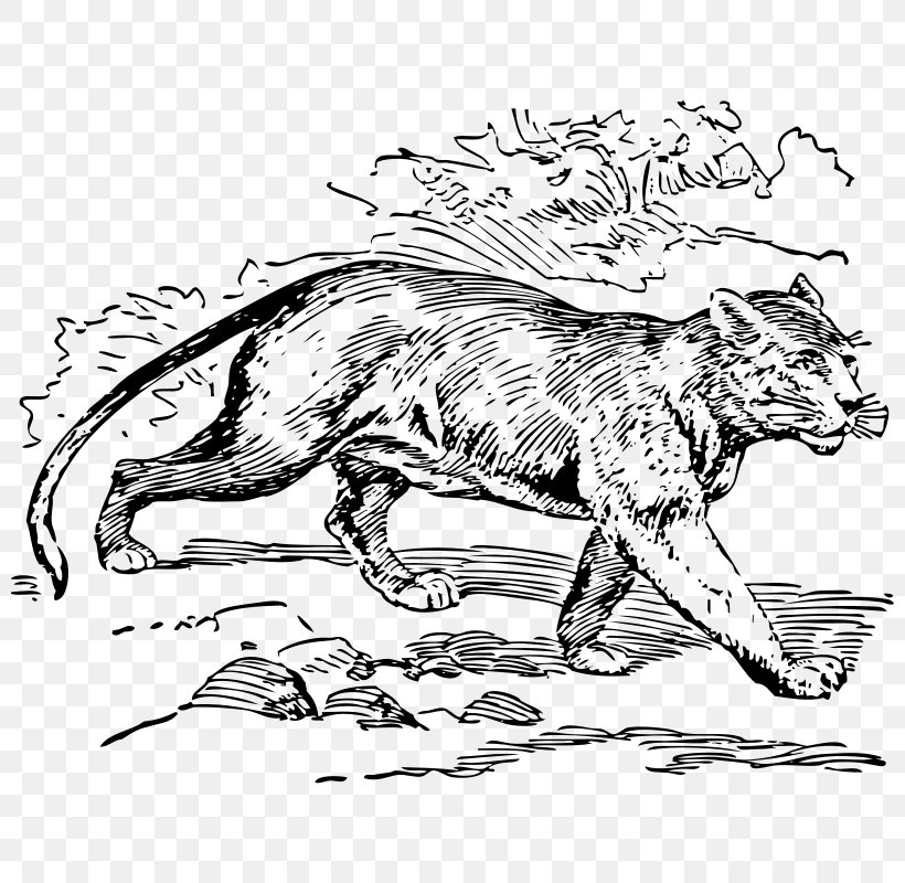 Cougar Jaguar South America Cat Black Panther, PNG, 800x800px, Cougar, Animal, Animal Track, Art, Big Cats Download Free