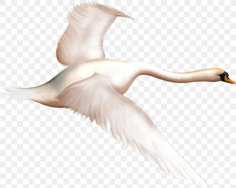 Cygnini Bird Clip Art, PNG, 1145x911px, Cygnini, Arm, Beak, Bird, Duck Download Free