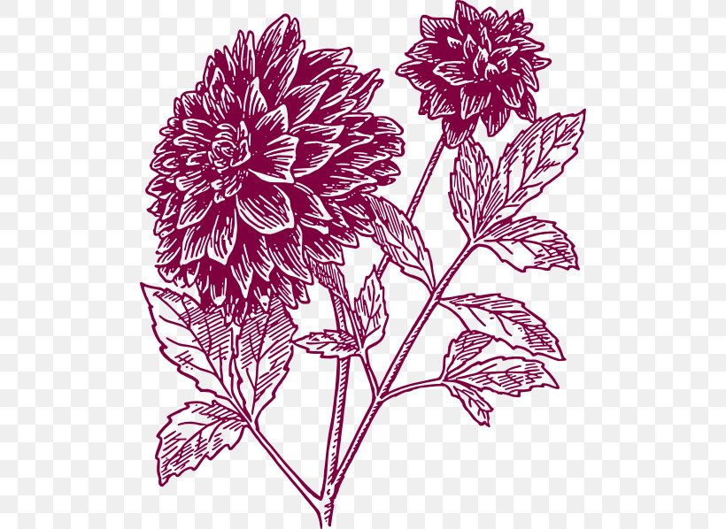 Dahlia Drawing Black And White Clip Art, PNG, 504x598px, Dahlia, Black And White, Chrysanths, Cut Flowers, Daisy Family Download Free