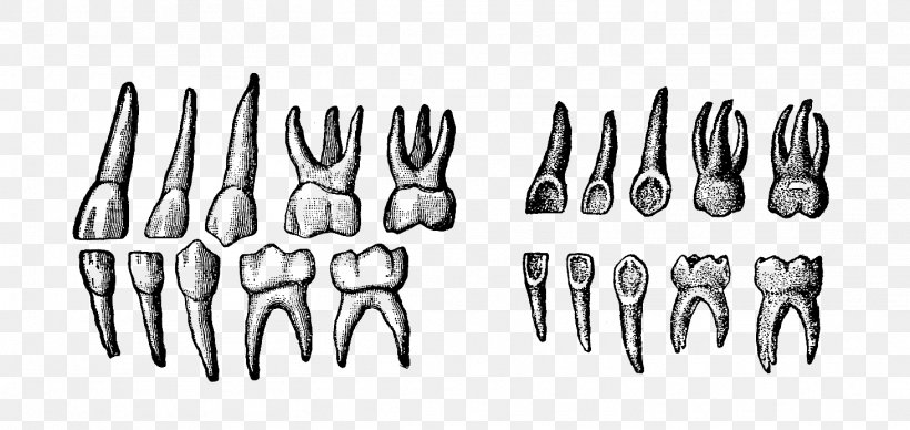 Deciduous Teeth Human Tooth, PNG, 1463x694px, Deciduous Teeth, Black And White, Deciduous, Hand, Human Tooth Download Free
