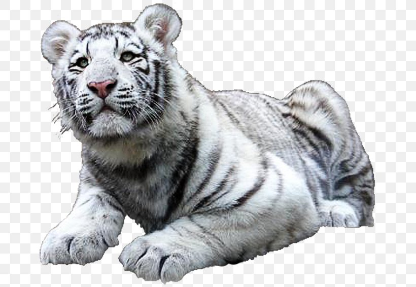 Felidae Lion White Tiger Bengal Tiger, PNG, 670x566px, Felidae, Animal, Bengal Tiger, Big Cats, Carnivoran Download Free