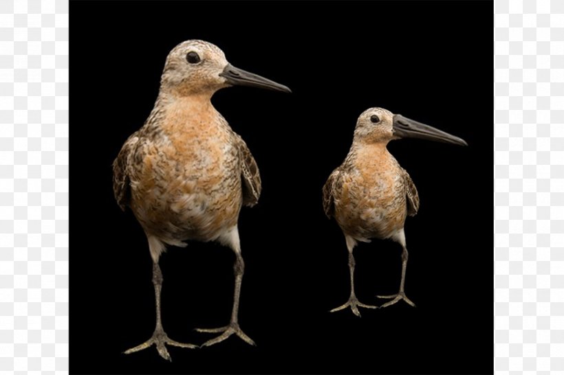 Red Knot Wader Arctic Shorebirds, PNG, 900x600px, Red Knot, Animal, Arctic, Beak, Bird Download Free
