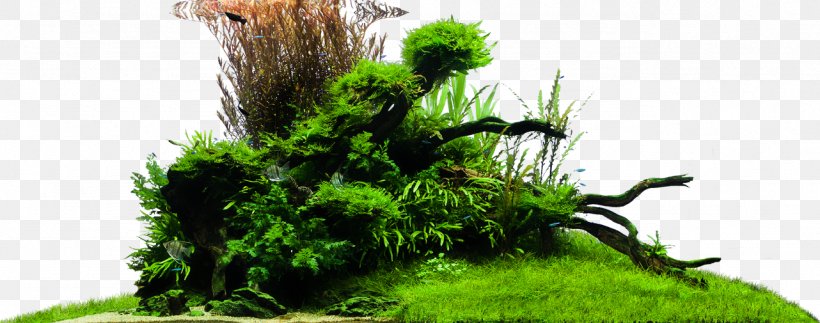 Vegetation Grasses Houseplant, PNG, 1282x505px, Vegetation, Grass, Grass Family, Grasses, Houseplant Download Free
