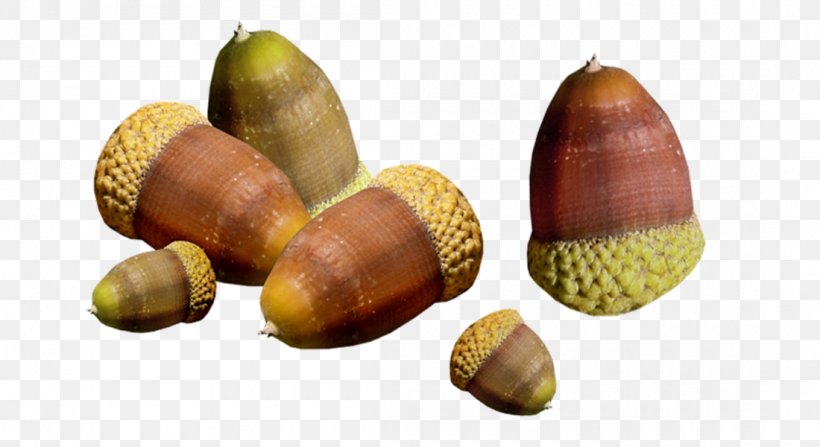 Acorn Oak Nut, PNG, 1100x600px, Acorn, Chestnut, Food, Gimp, Ice Age Download Free