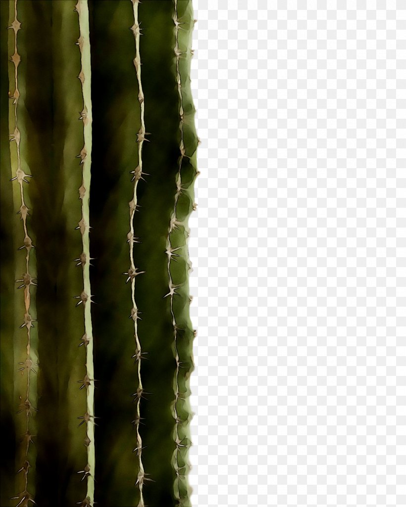 Thorns, Spines, And Prickles Vegetation Biome Plant Stem Strawberry Hedgehog Cactus, PNG, 1200x1500px, Thorns Spines And Prickles, Acanthocereus Tetragonus, Adaptation, Biome, Botany Download Free