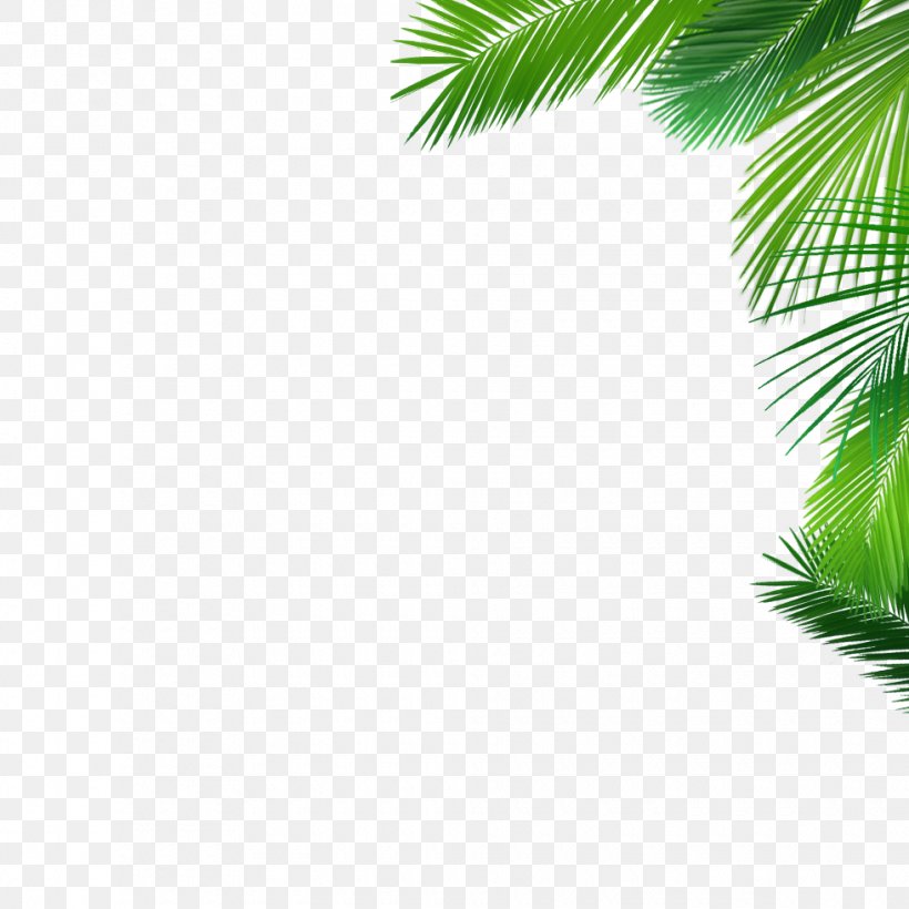 Asian Palmyra Palm Coconut Date Palm Desktop Wallpaper Evergreen, PNG, 980x980px, Asian Palmyra Palm, Arecaceae, Arecales, Borassus, Borassus Flabellifer Download Free
