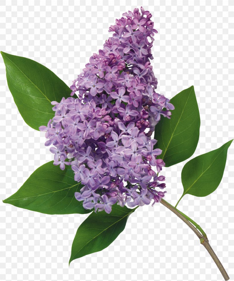 Common Lilac Flower Lilacs In A Window Garden Roses, PNG, 2653x3184px, Common Lilac, Blossom, Blume, Branch, Cut Flowers Download Free