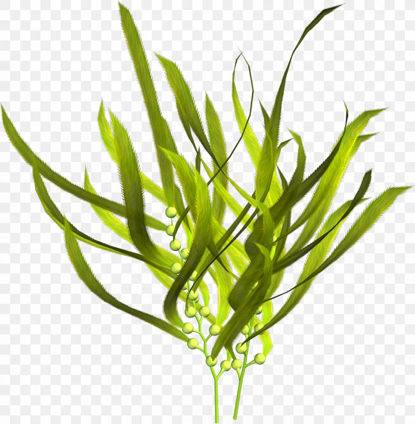 Green Algae Seaweed Deep-sea Tangles, PNG, 1786x1825px, Algae, Aquarium Decor, Aquatic Plant, Aquatic Plants, Brown Algae Download Free