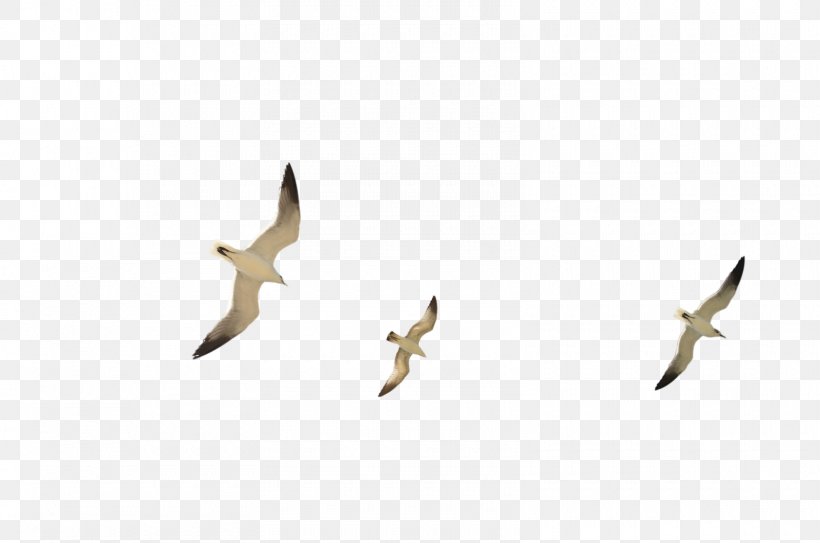 Seabird Gulls Flock Clip Art, PNG, 1600x1060px, Bird, Animal, Animal Migration, Beak, Bird Flight Download Free