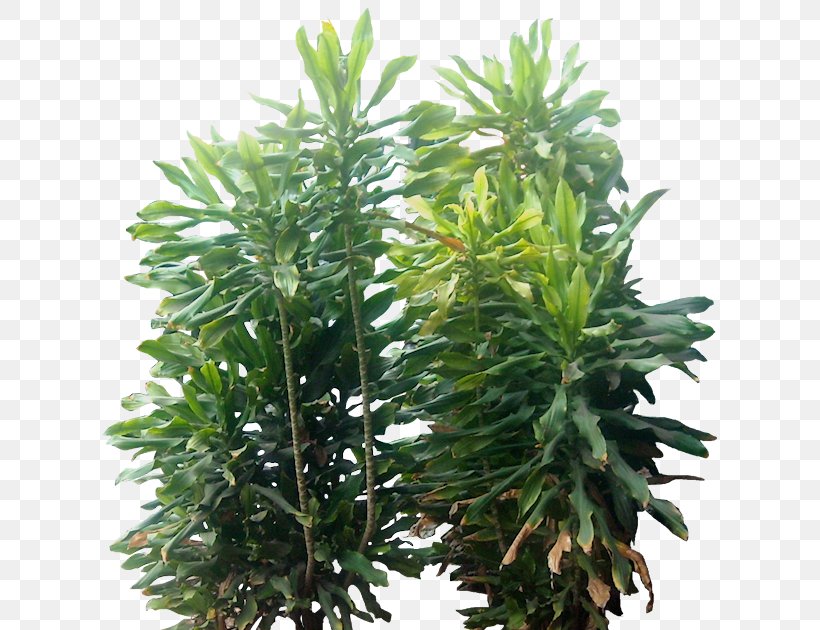 Siamese Fighting Fish Shrub Houseplant Tree, PNG, 636x630px, Siamese Fighting Fish, Abelia, Arecaceae, Clima Subtropical, Conifer Download Free