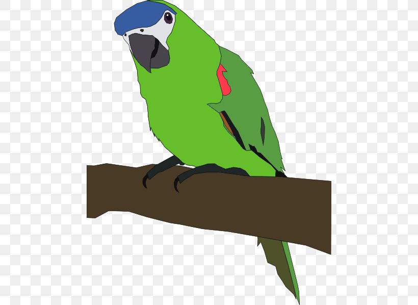 Amazon Parrot Bird Budgerigar Clip Art, PNG, 480x598px, Parrot, Amazon Parrot, Beak, Bird, Budgerigar Download Free