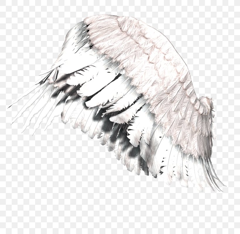 Clip Art, PNG, 784x800px, Wing, Digital Image, Drawing, Eyelash, Feather Download Free