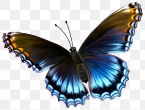 Butterfly - Glasswing Butterfly Insect Caterpillar Menelaus Blue Morpho PNG