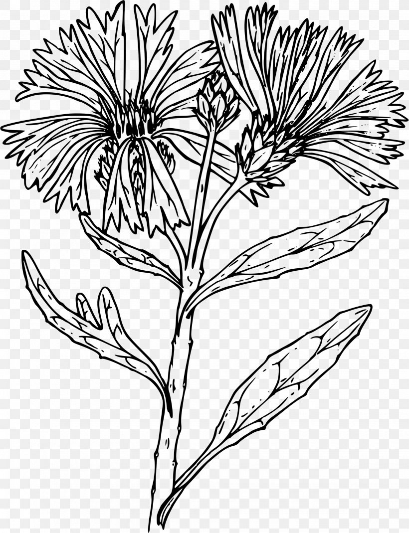 Line Art Cornflower Drawing Clip Art, PNG, 1840x2400px, Line Art, Artwork, Black And White, Branch, Cornflower Download Free