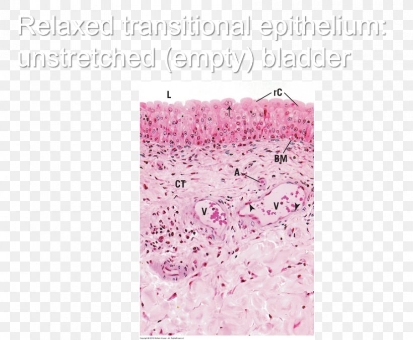 Study Skills Test Flashcard Vertebrate Game, PNG, 900x742px, Study Skills, Flashcard, Game, Glitter, Histology Download Free