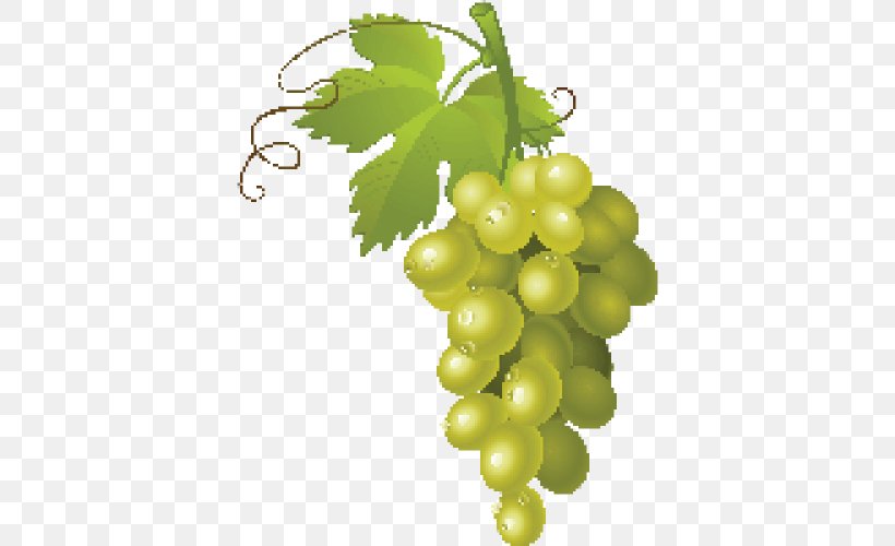 Common Grape Vine Wine Clip Art, PNG, 500x500px, Common Grape Vine, Food, Fruit, Grape, Grape Leaves Download Free