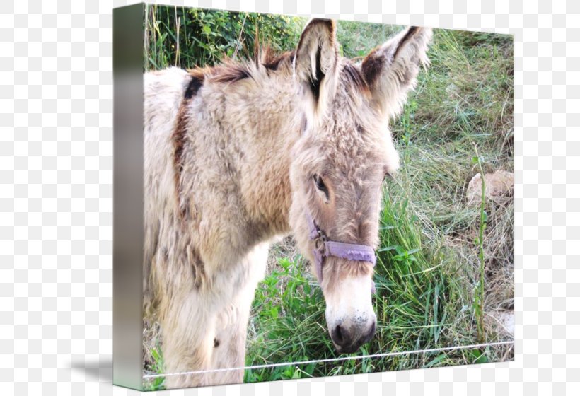 Mule Foal Mare Donkey Halter, PNG, 650x560px, Mule, Donkey, Fauna, Foal, Grass Download Free