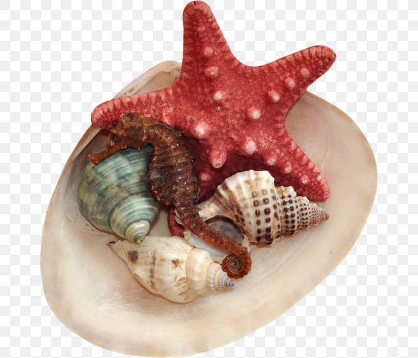 Seashell Conch Clip Art, PNG, 663x702px, Seashell, Cartoon, Cockle, Conch, Conchology Download Free