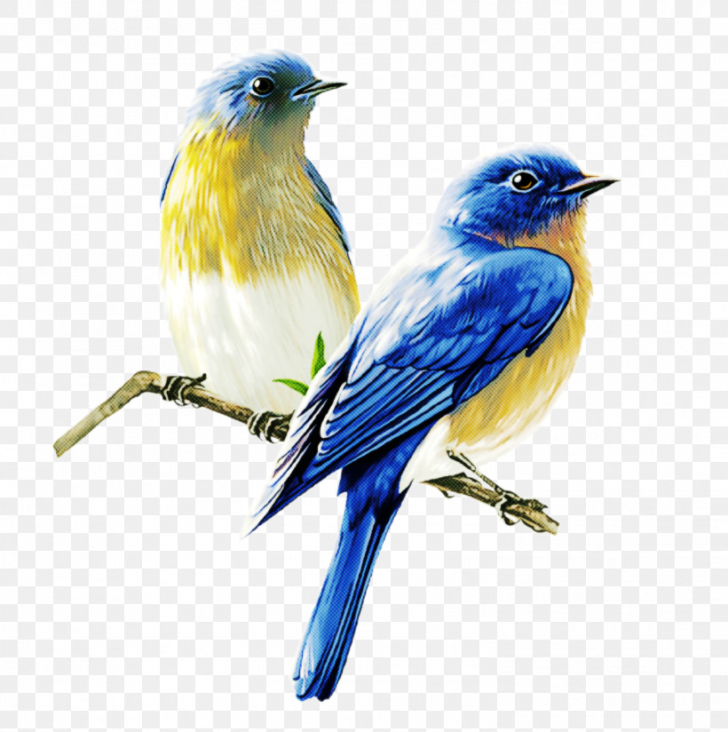 Bird Bluebird Mountain Bluebird Beak Songbird, PNG, 1496x1505px, Bird, Beak, Bluebird, Eastern Bluebird, Mountain Bluebird Download Free