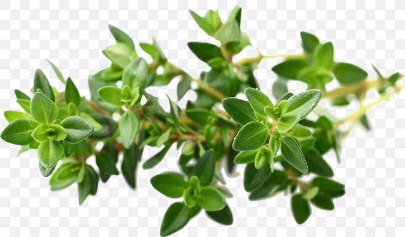 Garden Thyme Essential Oil Herb, PNG, 1024x600px, Thyme, Aroma Compound, Chemical Substance, Essential Oil, Extraction Download Free