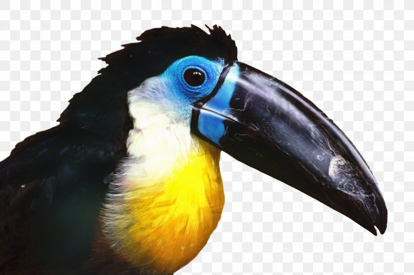Hornbill Bird, PNG, 2254x1500px, Toucan, Beak, Bird, Coraciiformes, Feather Download Free