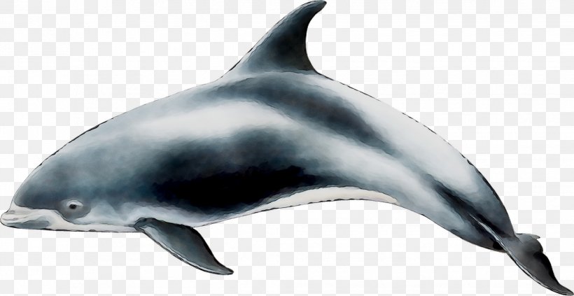 Spinner Dolphin Short-beaked Common Dolphin Common Bottlenose Dolphin Tucuxi Striped Dolphin, PNG, 2039x1053px, Spinner Dolphin, Biology, Bottlenose Dolphin, Cetacea, Common Bottlenose Dolphin Download Free