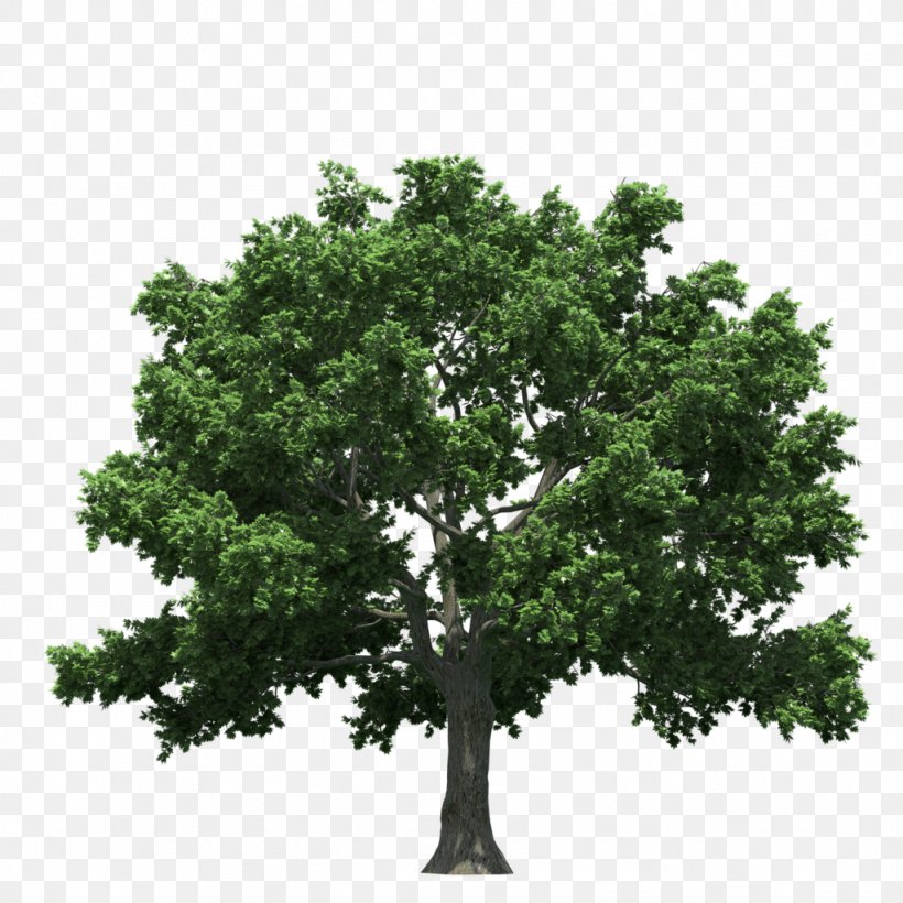 Tree Download, PNG, 1024x1024px, Tree, Branch, Computer Graphics, Lossless Compression, Oak Download Free