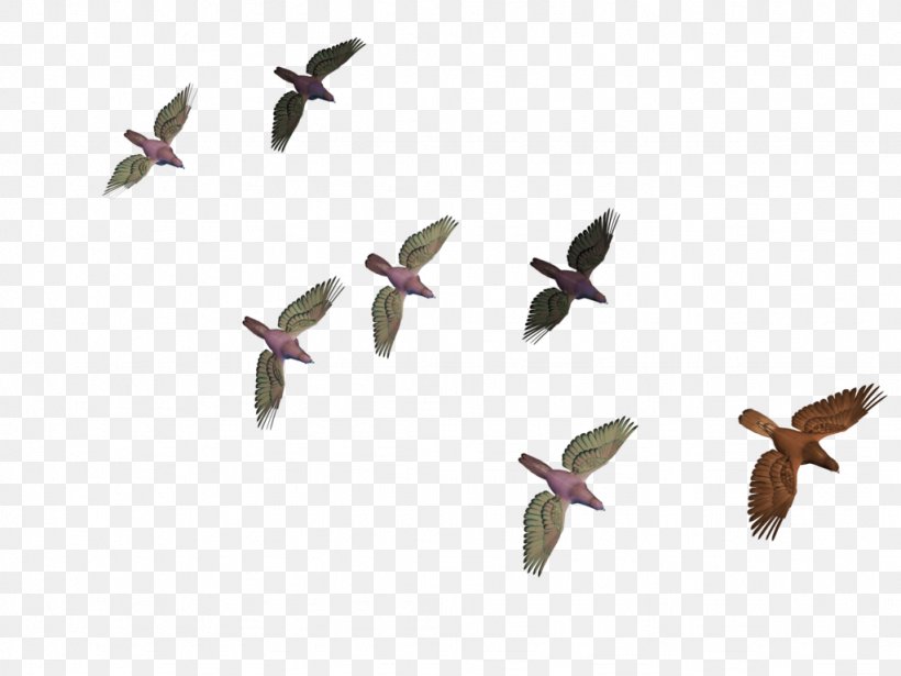 Bird Flight Columbidae Goose, PNG, 1024x768px, Bird, Beak, Bird Flight, Columbidae, Fauna Download Free