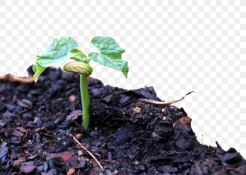 Common Bean Sprouting Vegetable Plant, PNG, 1016x725px, Common Bean, Bean, Brussels Sprout, Coffee Bean, Food Download Free